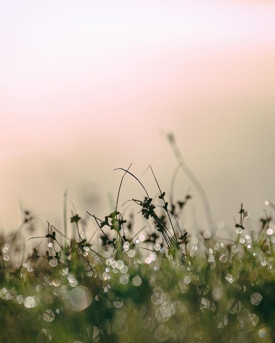 La rosée au petit matin&nbsp;…