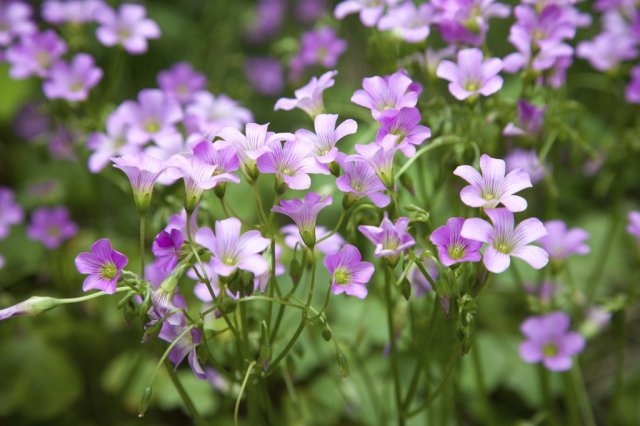 Au moment de Pâques fleurit l&rsquo;Oxalis&nbsp;…