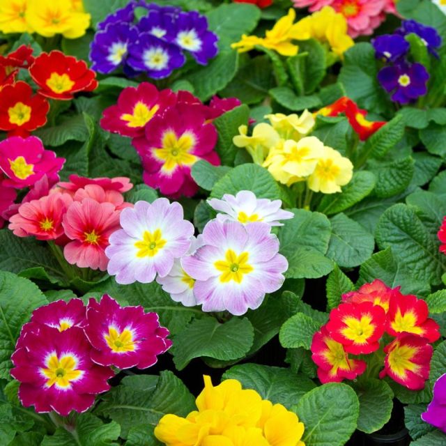 Fleur de printemps : la Primevère&nbsp;…