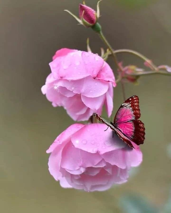 La pauvre fleur&nbsp;…