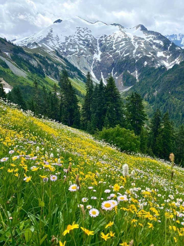 Les fleurs des alpages&nbsp;…