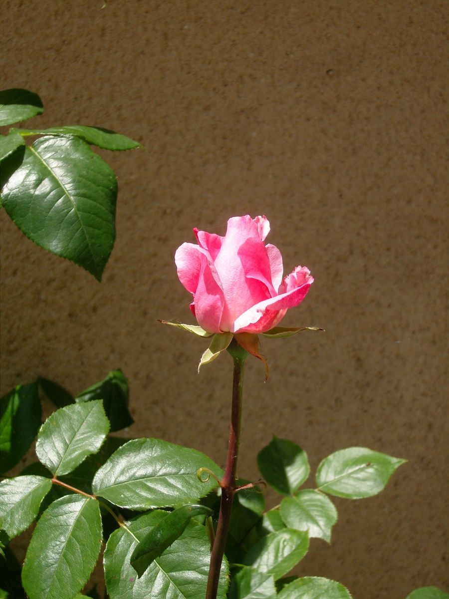 Un bouton de rose&nbsp;…