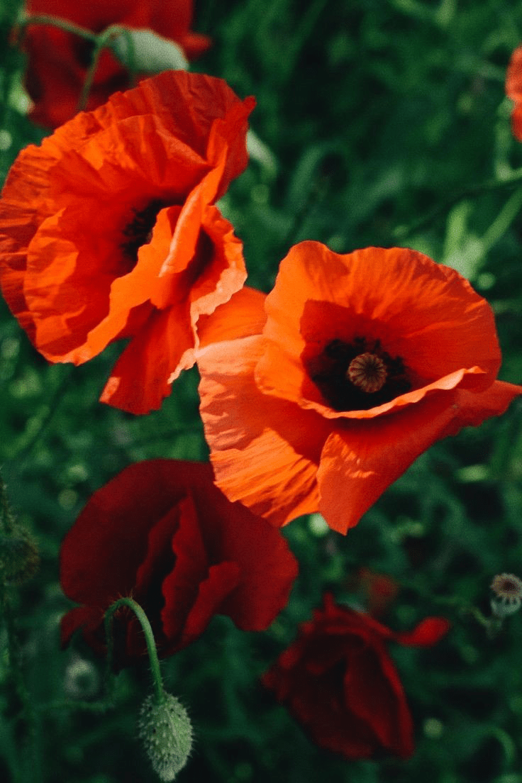 Le coquelicot …