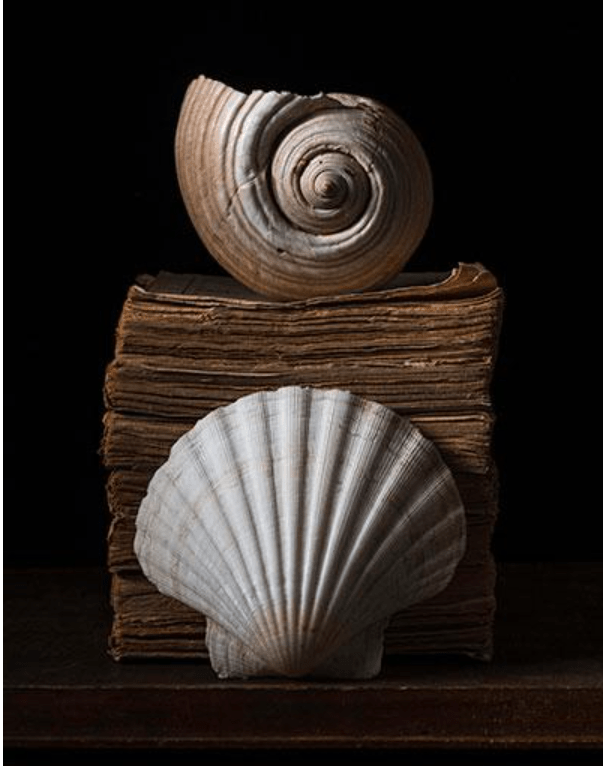 Livre-Coquillage …