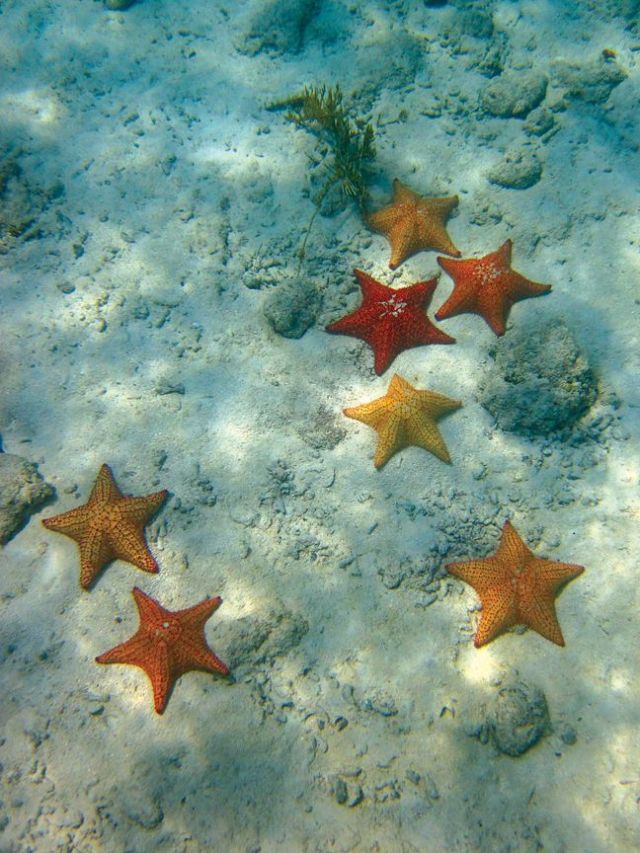 Étoiles de mer&nbsp;…