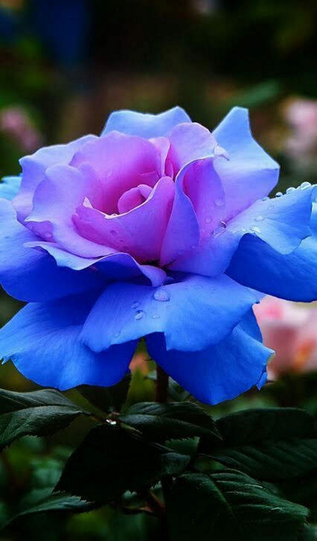 La rose bleue&nbsp;…