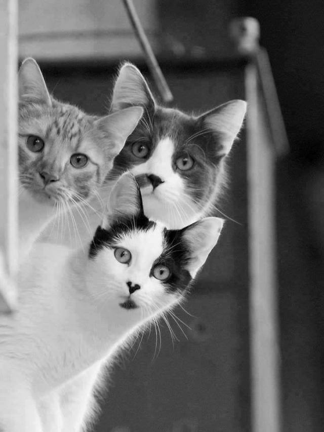 A trois chats&nbsp;…