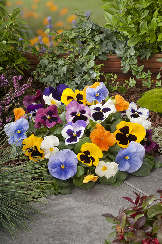 Les Pensées de septembre&nbsp;…