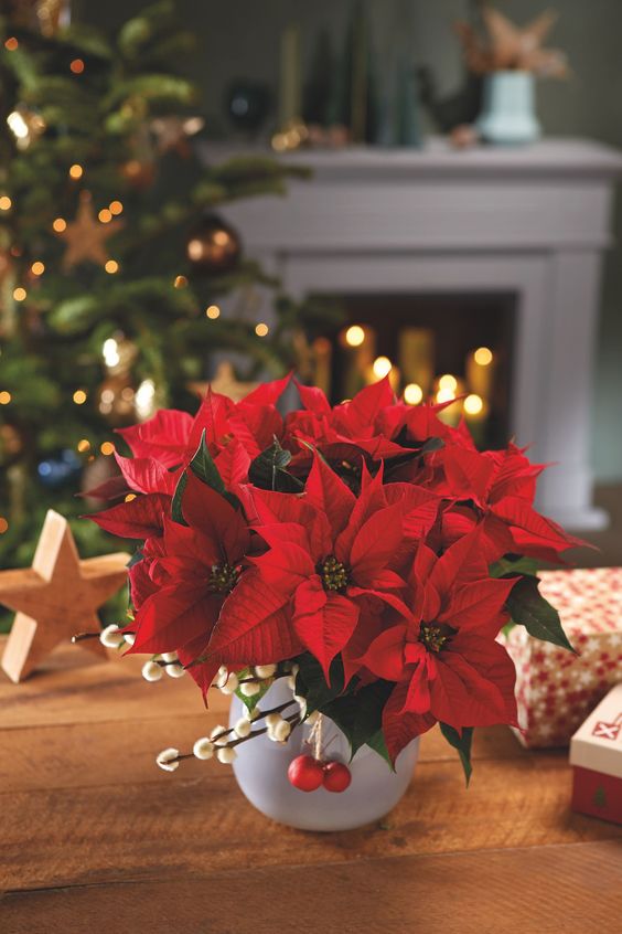 Fleur de Décembre : le Poinsettia ou &laquo;&nbsp;Étoile de Noël&nbsp;&raquo;…