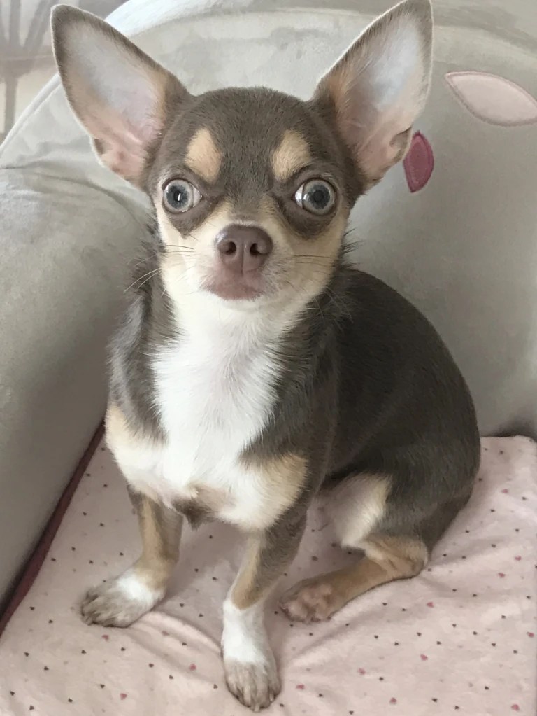 La présence d&rsquo;un chien&nbsp;…