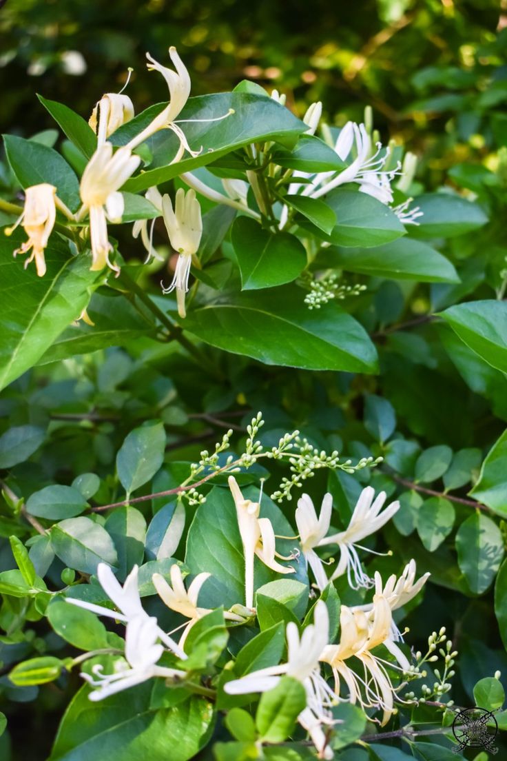 En février fleurit le chèvrefeuille&nbsp;…