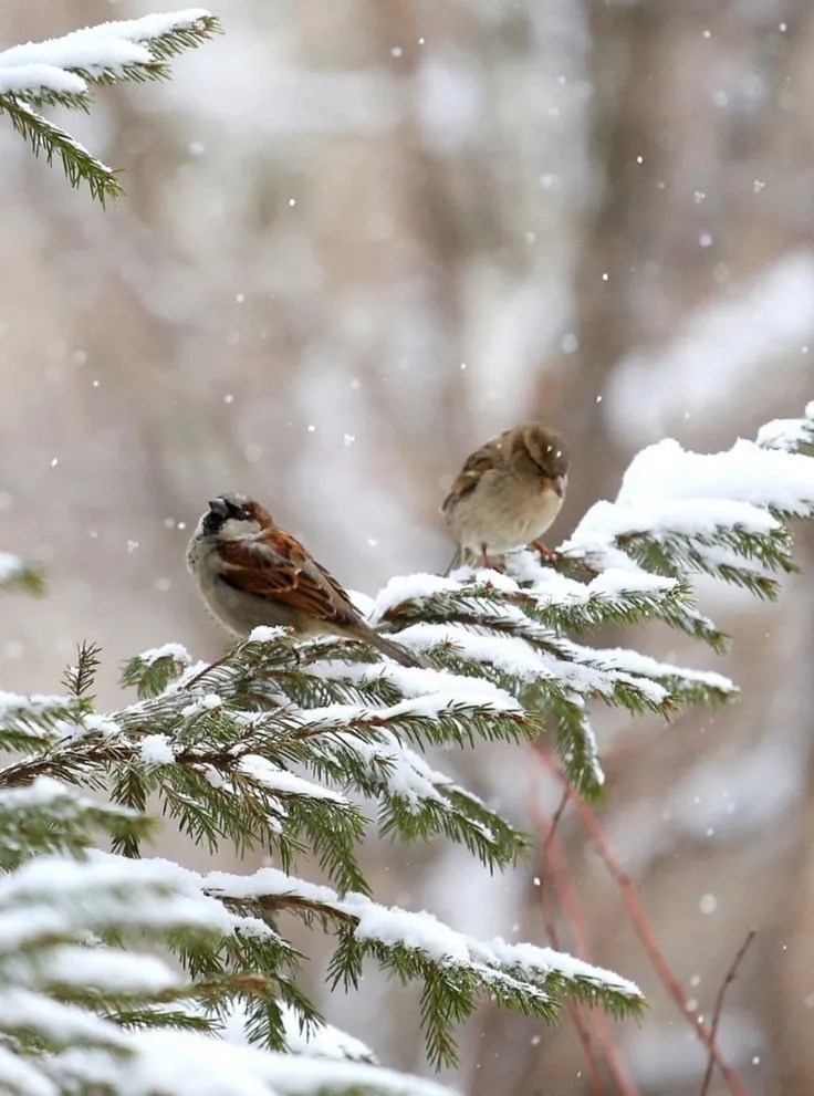 Les oiseaux de l&rsquo;hiver&nbsp;…