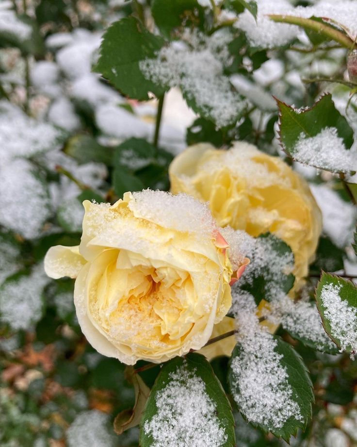 Roses sous la neige …