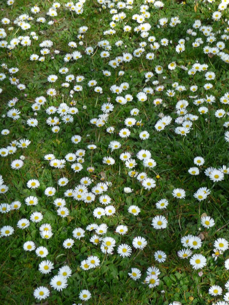 Au moment de Pâques fleurissent les pâquerettes…