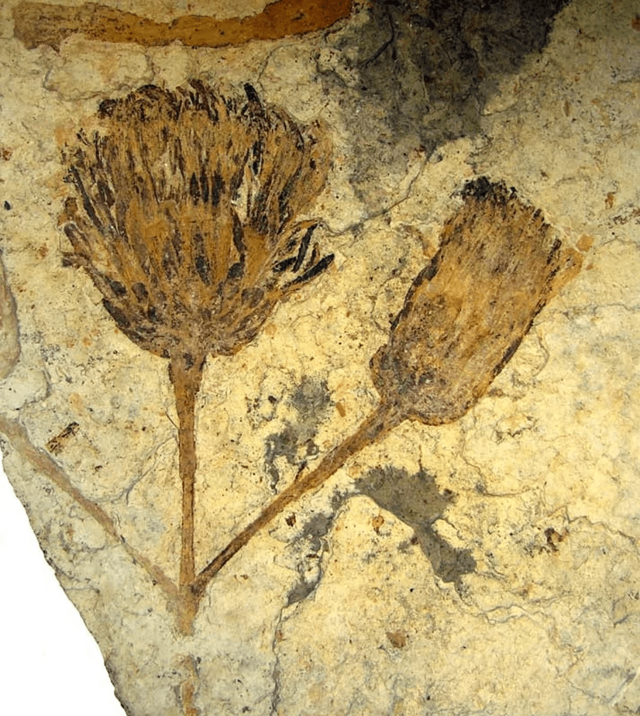 La fleur-fossile …