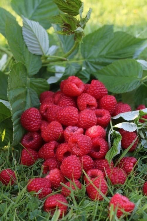 Framboises …