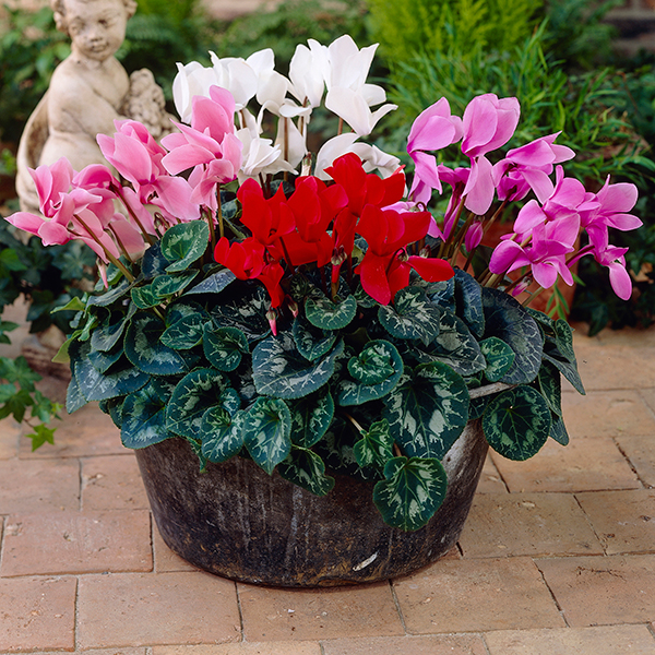 Fleur de saison   : le&nbsp;Cyclamen…