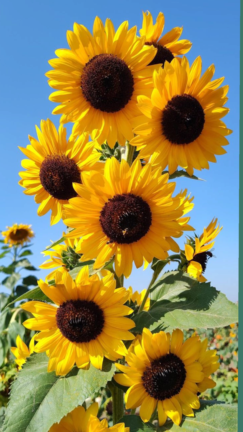 Les tournesols …