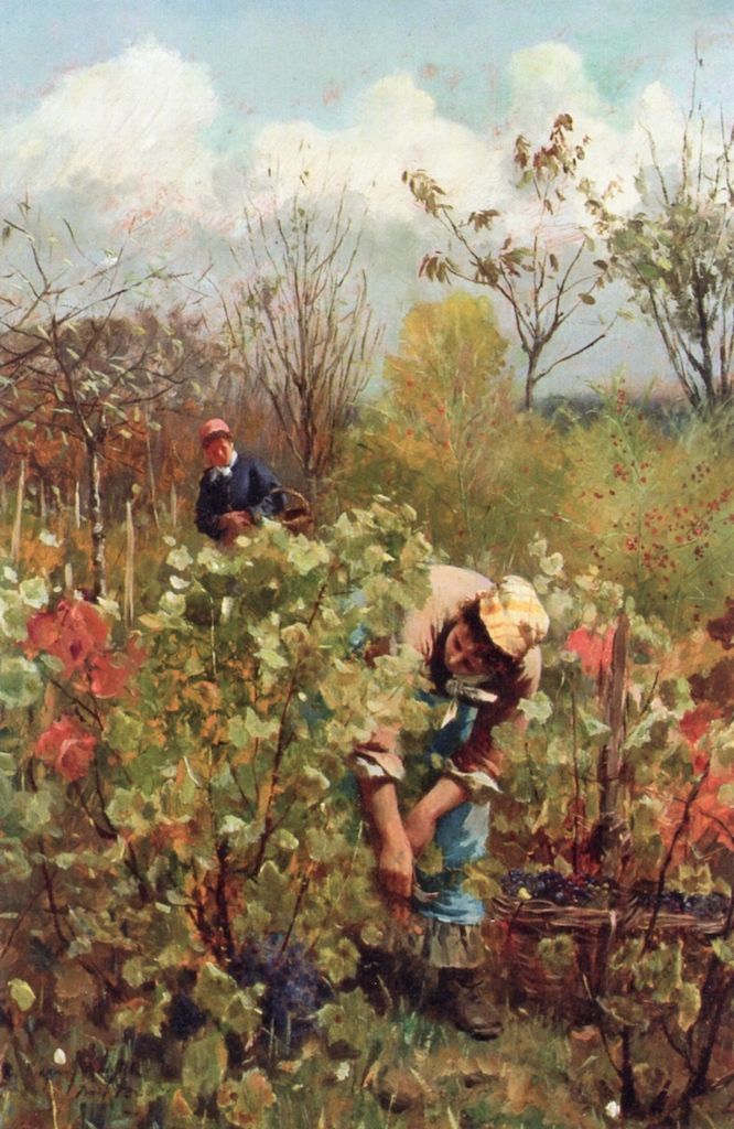 Les vendanges sont faites&nbsp;!