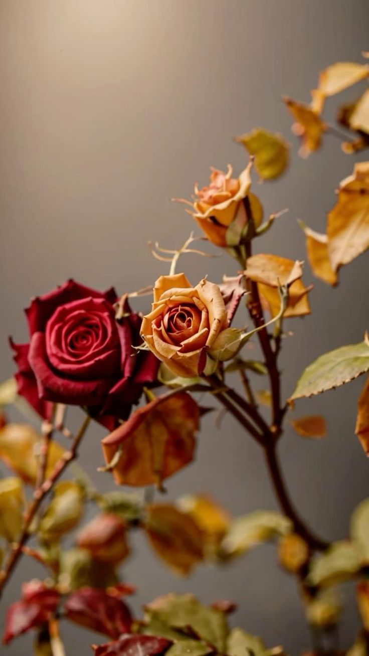 Roses d&rsquo;automne …