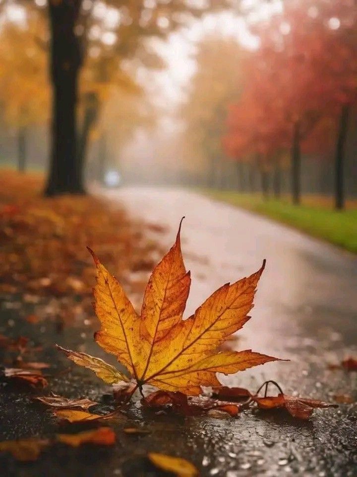 La feuille flétrie&nbsp;…