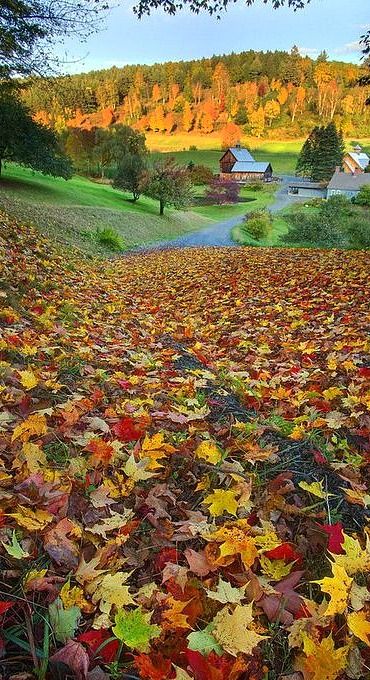 Feuilles d’automne …