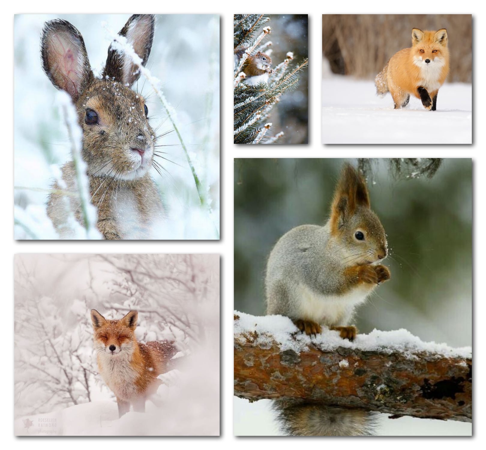 Les animaux en hiver … – Plumes pointes palettes et partitions