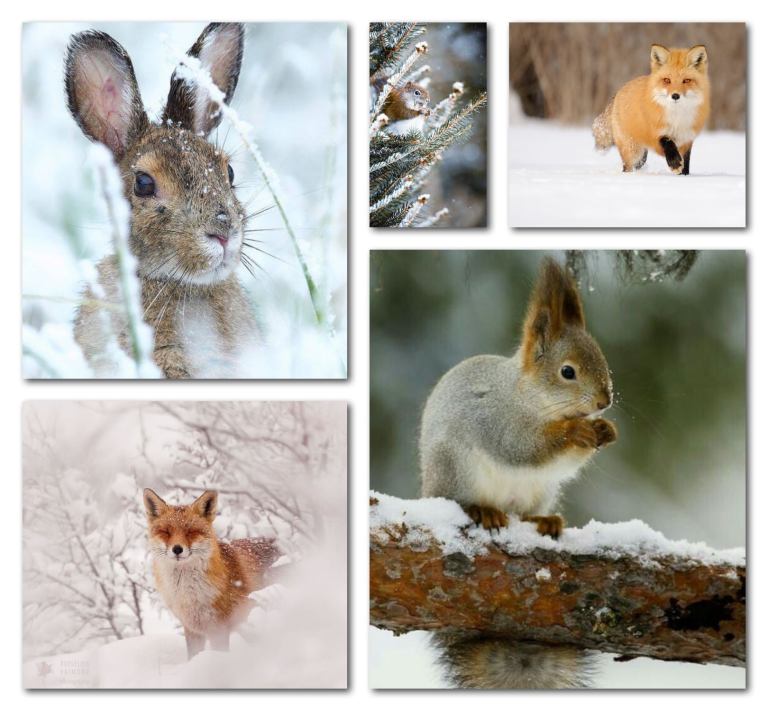 Les animaux en hiver … – Plumes pointes palettes et partitions