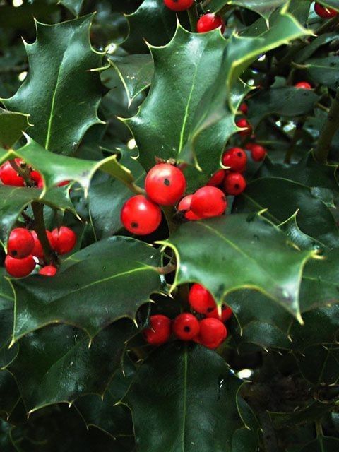 Plante de décembre et de Noël : le Houx&nbsp;…