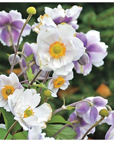 Les anémones japonaises …