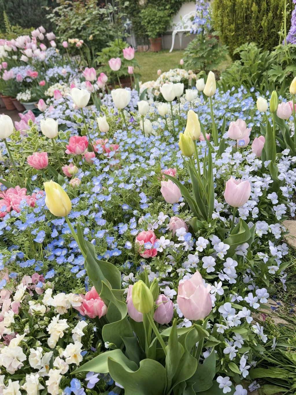 Fleurs printanières …