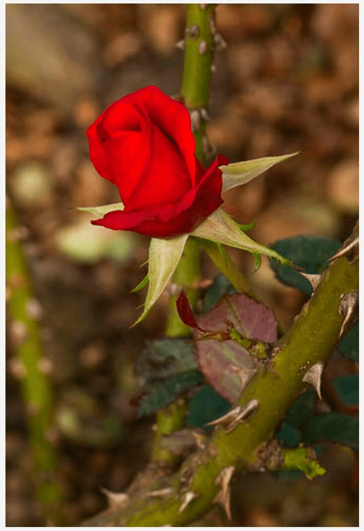 Aria : Lascia la spina, cogli la rosa … Georg Friedrich&nbsp;HAENDEL