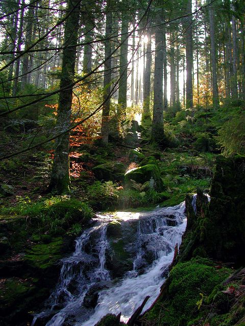 Le ruisseau …