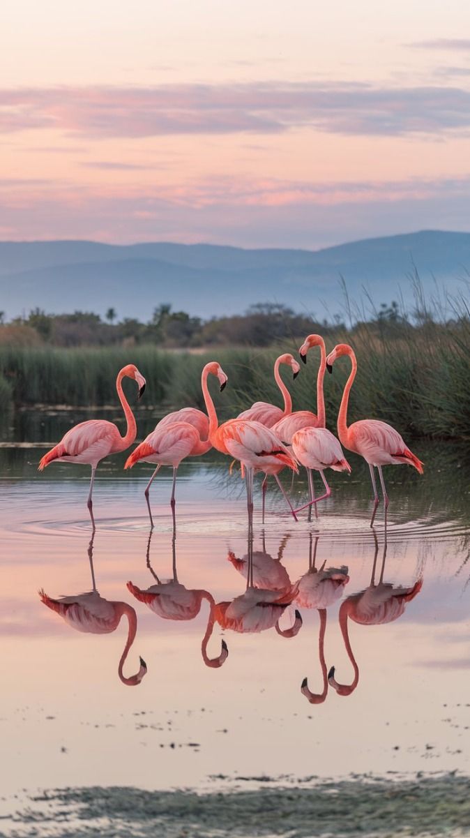 Les flamants roses&nbsp;…