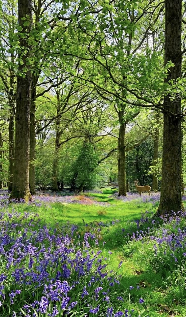 La jacinthe des bois …