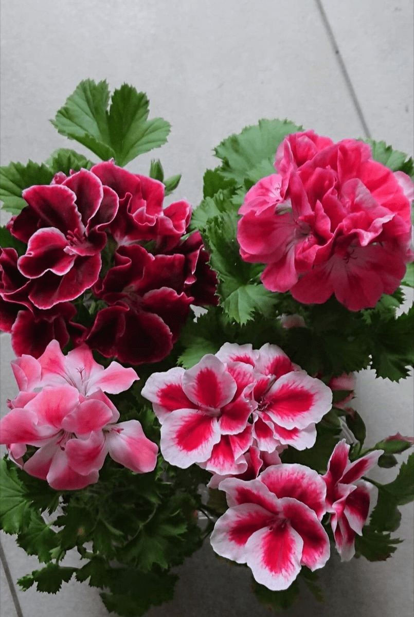 Géranium & Pélargonium&nbsp;..