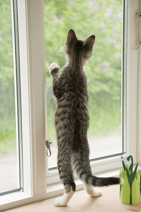 Le chat sous la fenêtre …