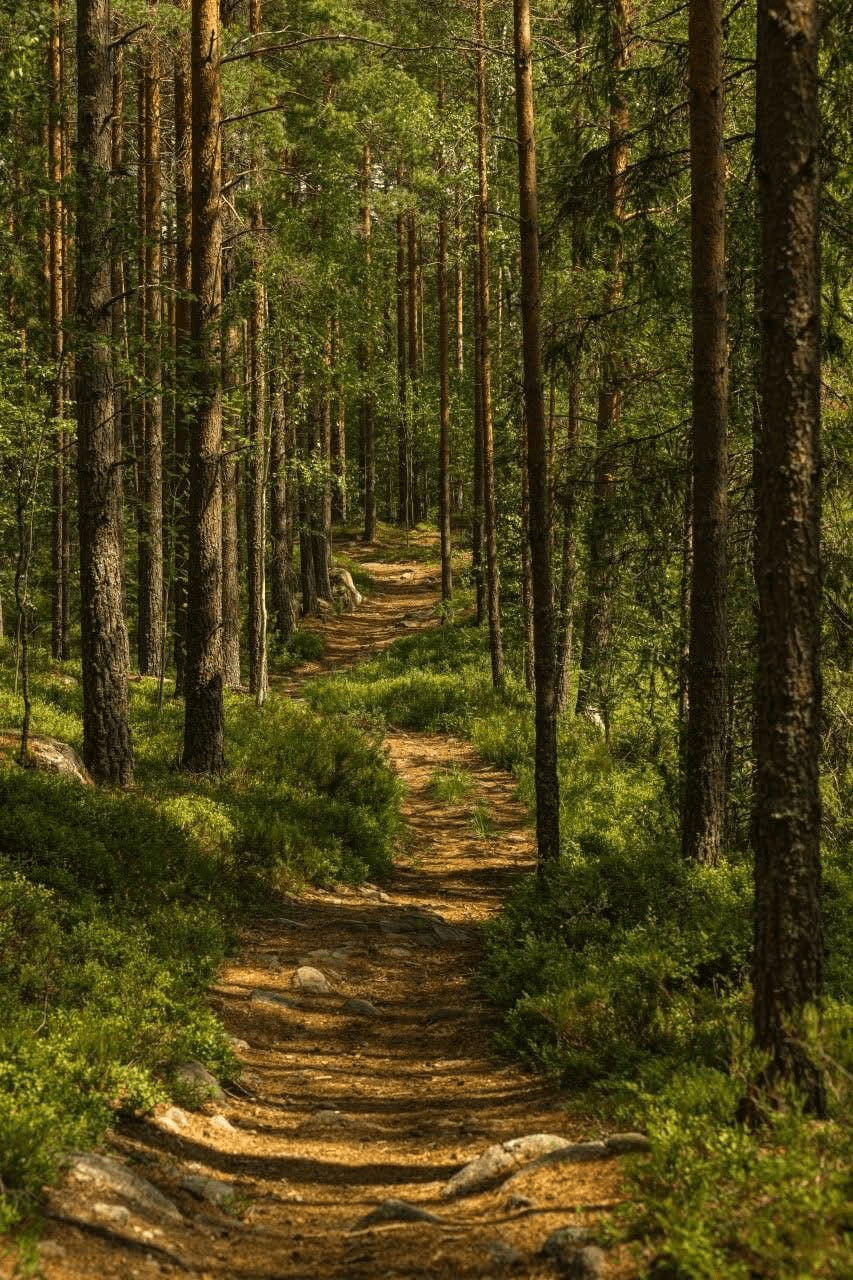 Mes forêts …
