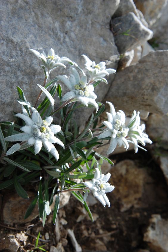 Edelweiss …