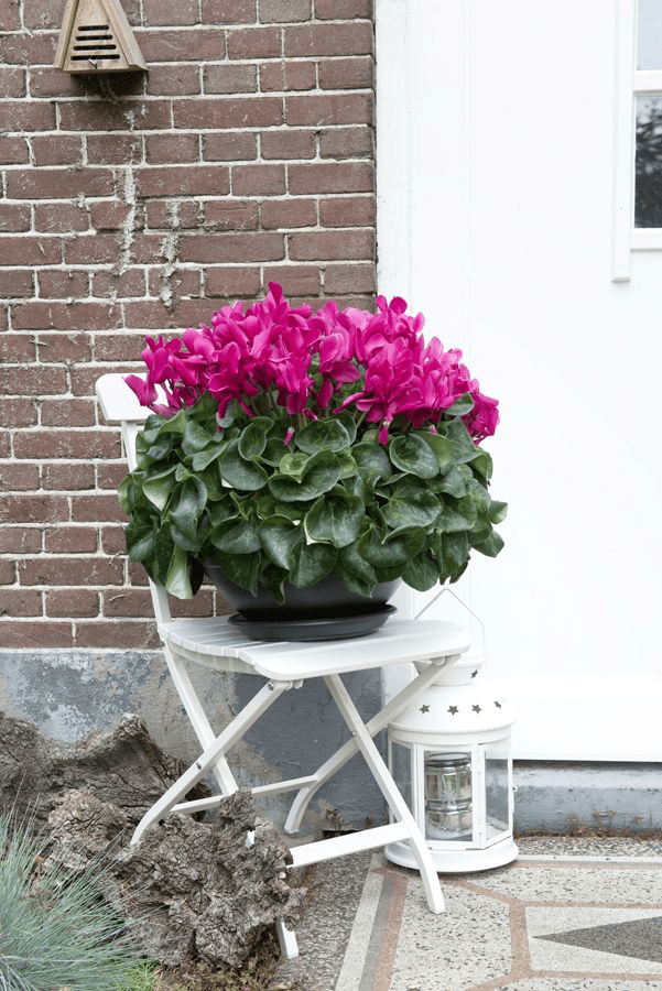 Le cyclamen …